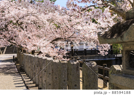粉河寺　境内に咲く満開の桜 88594188