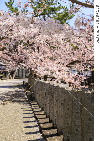 粉河寺　境内に咲く満開の桜 88594189