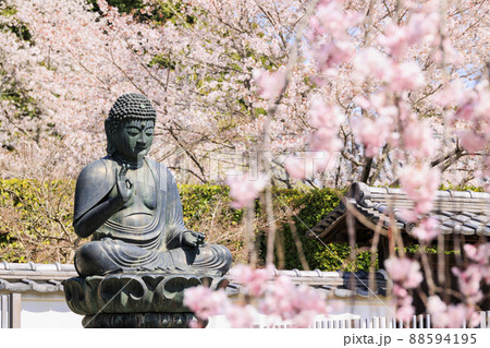 粉河寺 境内に咲く満開の桜 粉河寺 境内に咲く満開の桜 88594195