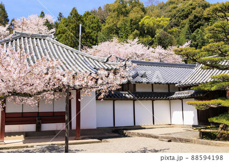 粉河寺　境内に咲く満開の桜 88594198