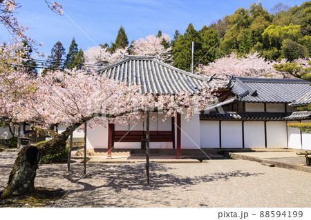粉河寺 境内に咲く満開の桜 粉河寺 境内に咲く満開の桜 88594199