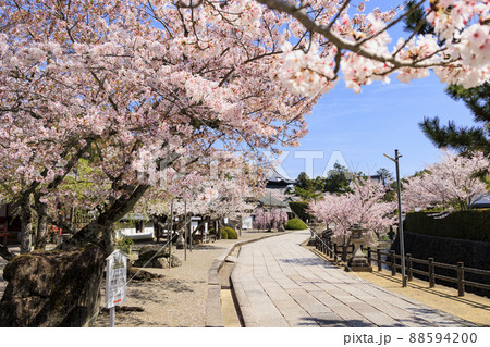 粉河寺　境内に咲く満開の桜 88594200