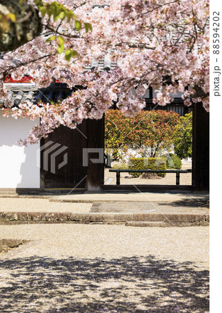 粉河寺　境内に咲く満開の桜 88594202