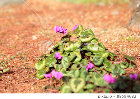 シクラメンの花 コウム シクラメンの花 コウム 88594632