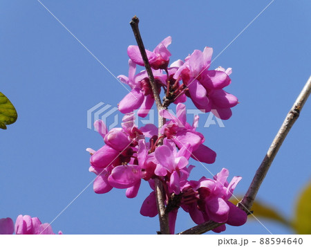 ハナズオウ Chinese redbud ハナズオウ Chinese redbud 88594640