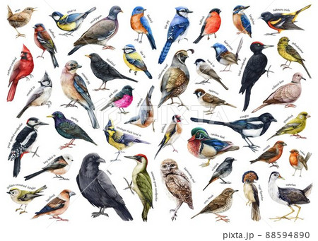 Various forest birds watercolor illustration big set. Hand drawn realistic bird collection with names. Woodpecker, robin, owl, magpie, chickadee, wren, bluebird, jay elements. Forest bird big set 88594890