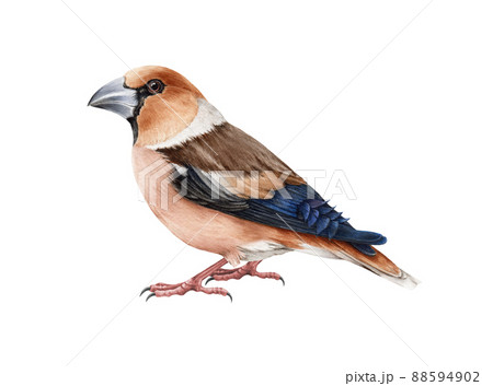 Hawfinch bird. Watercolor realistic illustration. Hand drawn Europe common wildlife small animal. Coccotgraustes coccotgraustes songbird illustration. White background 88594902