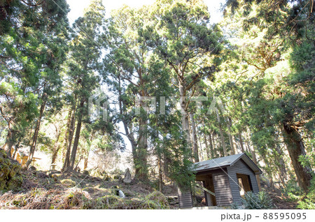 湧水源今木神社と天然杉　滝の頭水源　秋田県 88595095