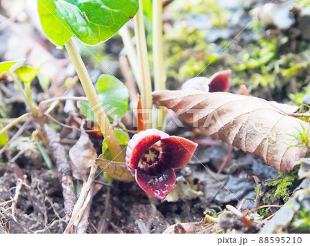 薬草・ウスバサイシン 薬草・ウスバサイシン 88595210