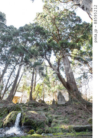 湧水源今木神社と天然杉 滝の頭水源池 秋田県 湧水源今木神社と天然杉 滝の頭水源池 秋田県 88595212