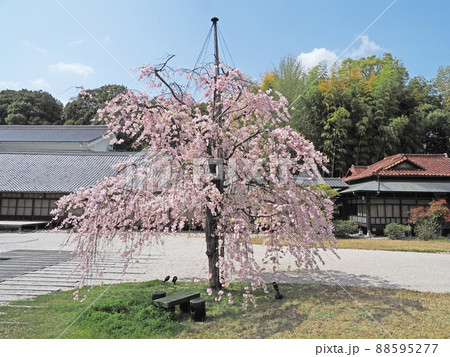 春の八事興正寺普門園 88595277