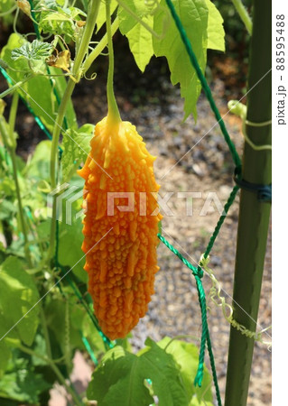 オレンジ色になったゴーヤ 88595488