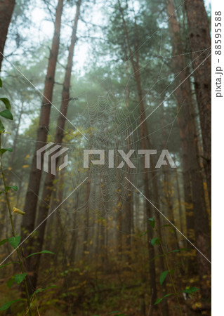 Spider web with raindrops on the background of blurred trunks and crowns of pine trees. A spider web in the morning foggy coniferous forest. Spider web with raindrops on the background of blurred trunks and crowns of pine trees. A spider web in the morning foggy coniferous forest. 88595588