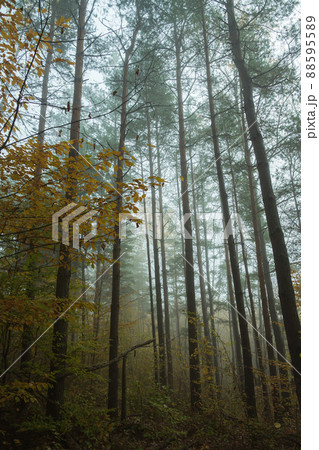 The pine forest on a foggy morning. Long trunks of pine trees with green crowns and yellow leaves of trees in the foggy forest. The pine forest on a foggy morning. Long trunks of pine trees with green crowns and yellow leaves of trees in the foggy forest. 88595589