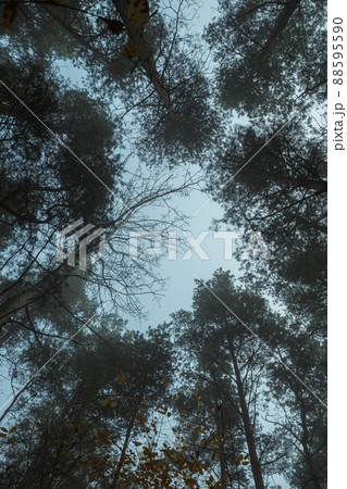 Straight pine trunks with green needles against the blue sky through the fog. Morning in a pine forest. 88595590