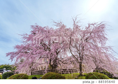 円山公園　満開の祇園しだれ桜 88595640