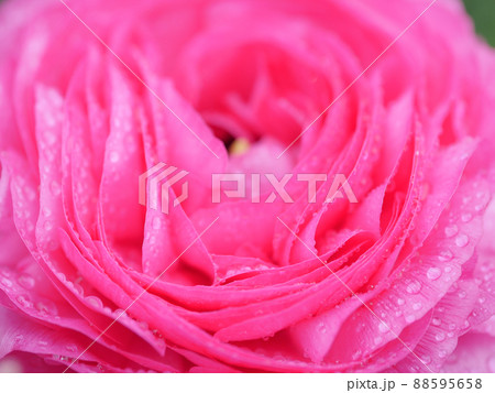 ラナンキュラス1 88595658