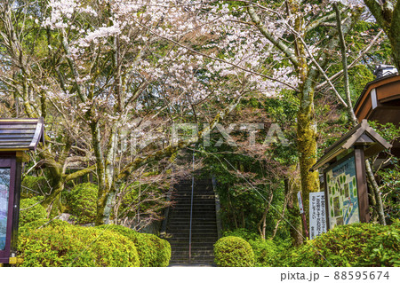 興正寺 霊山本廟前の階段 桜の季節 興正寺 霊山本廟前の階段 桜の季節 88595674