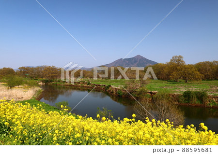 小貝川に咲く菜の花と筑波山 88595681