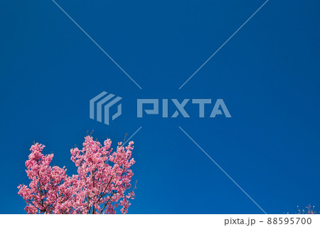 さくらースポーツ公園 さくらースポーツ公園 88595700