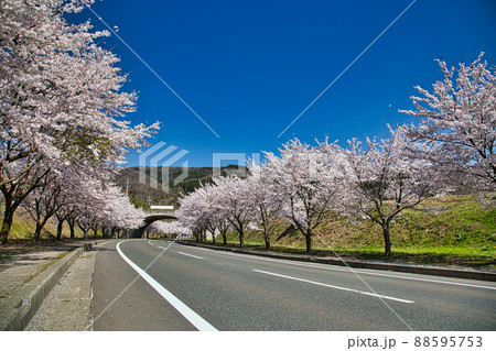 さくらースポーツ公園 さくらースポーツ公園 88595753