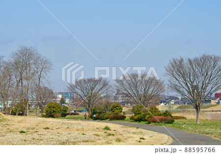 杜の都仙台　早春　広瀬川右岸　八本松緑地　 88595766