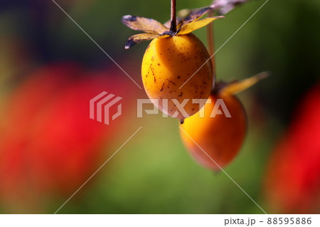 日を浴びる老鴉柿 88595886