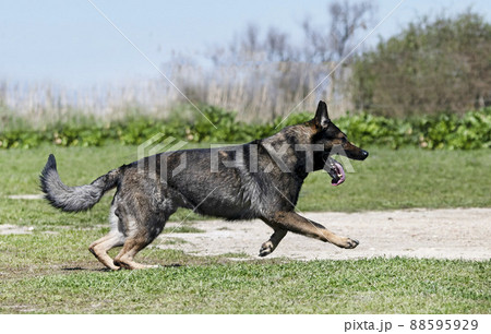 training of german shepherd training of german shepherd 88595929