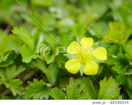 ヘビイチゴ1　花 88596034