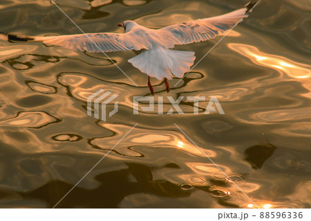 Seagulls are flying north along the Thai coast at Bang Pu, Samut Prakan. Seagulls are flying north along the Thai coast at Bang Pu, Samut Prakan. 88596336