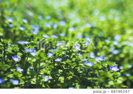 spring grass field of Veronica chamaedrys little blue flowers 88596397