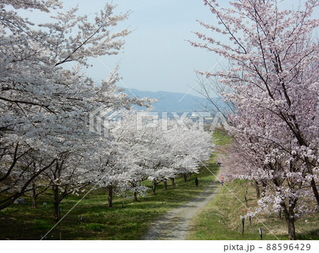 原風景「紅屋峠千本桜」 88596429