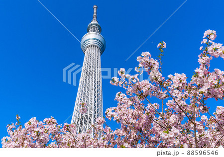日本の東京都市景観 青空に映える東京スカイツリーと御殿場桜などを望む 88596546