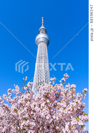 日本の東京都市景観 青空に映える東京スカイツリーと御殿場桜などを望む 日本の東京都市景観 青空に映える東京スカイツリーと御殿場桜などを望む 88596547