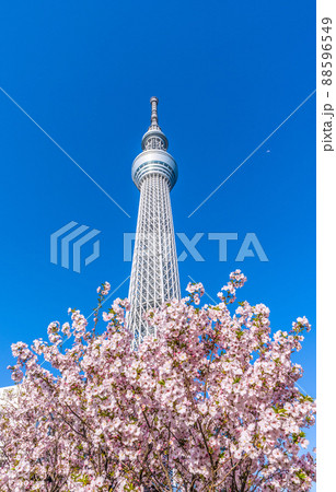 日本の東京都市景観 青空に映える東京スカイツリーと御殿場桜などを望むの写真素材