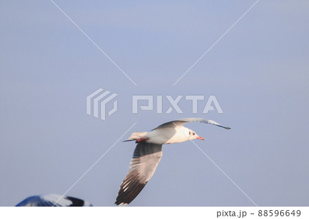 The seagull is spreading its wings freely in the sky. 88596649