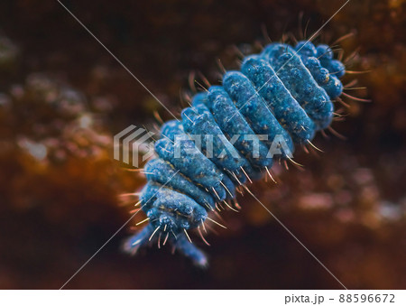 Close up of Moss springtail - Neanura muscorum 88596672