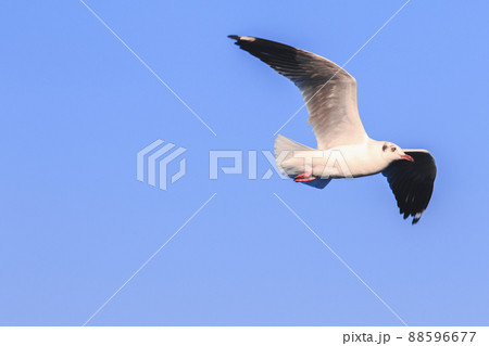 The seagull is spreading its wings freely in the sky. The seagull is spreading its wings freely in the sky. 88596677