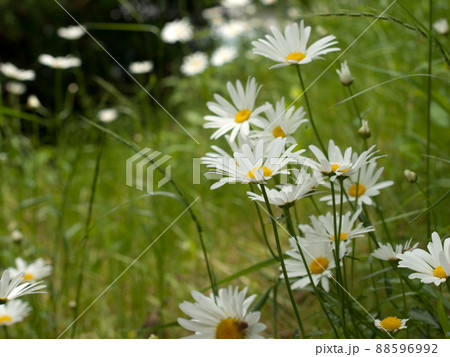 緑の草原のマーガレット（フランス菊、フランスギク） 88596992