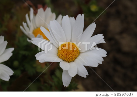 日本の春の庭に咲く一重咲きのヒナギクの花 88597037