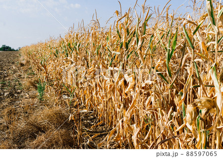Dried out corn field in Germany, autumn sunny day, blue sky 88597065