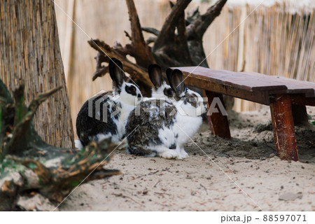 Cute white food's rabbit in green park. Animal nature habitat of rabbit: life in meadow concept. 88597071