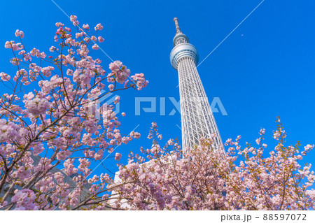 日本の東京都市景観 桜と青空に映える東京スカイツリーが競演 88597072