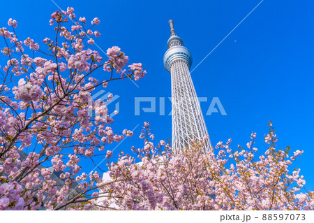 日本の東京都市景観 桜と青空に映える東京スカイツリーが競演 88597073