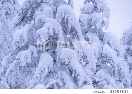 《北海道》豪雪地帯の樹氷・冬の十勝岳 《北海道》豪雪地帯の樹氷・冬の十勝岳 88598352