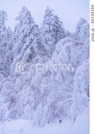 《北海道》豪雪地帯の樹氷・冬の十勝岳 88598366