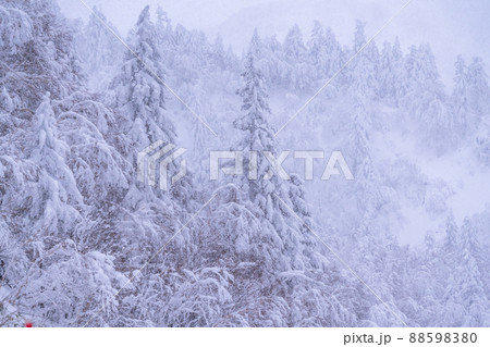 《北海道》豪雪地帯の樹氷・冬の十勝岳 《北海道》豪雪地帯の樹氷・冬の十勝岳 88598380