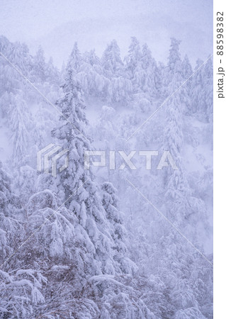 《北海道》豪雪地帯の樹氷・冬の十勝岳 《北海道》豪雪地帯の樹氷・冬の十勝岳 88598382