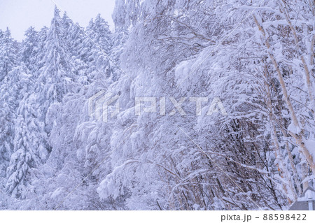 《北海道》豪雪地帯の樹氷・冬の十勝岳 88598422