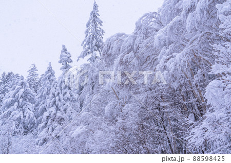 《北海道》豪雪地帯の樹氷・冬の十勝岳 88598425
